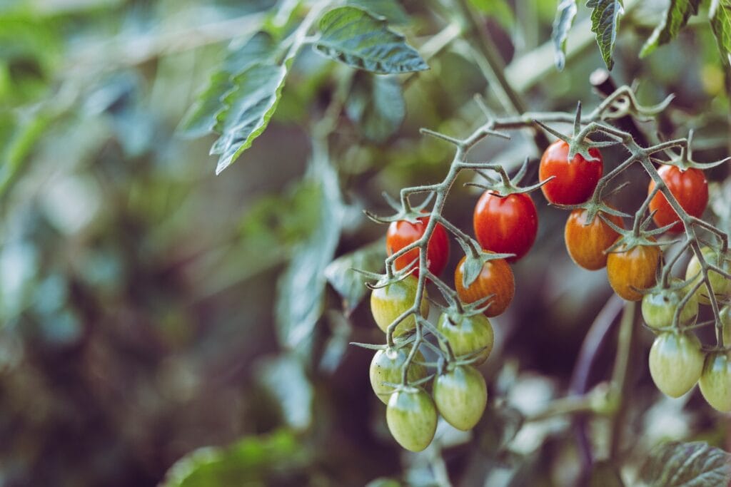 Start a Garden homesteading beginner guide